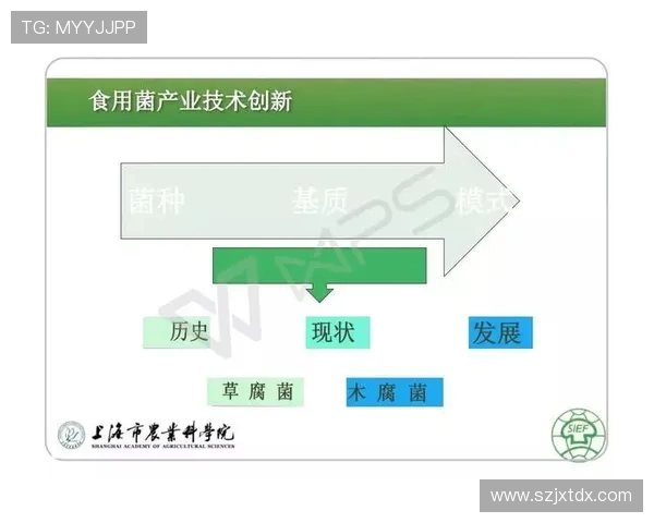 乒乓球运动的魅力与发展:从技术创新到全球普及的全景探索 乒乓球运动的魅力与发展:从技术创新到全球普及的全景探索