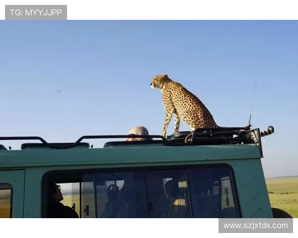 成都极限运动队实力分析与发展潜力探讨 成都极限运动队实力分析与发展潜力探讨